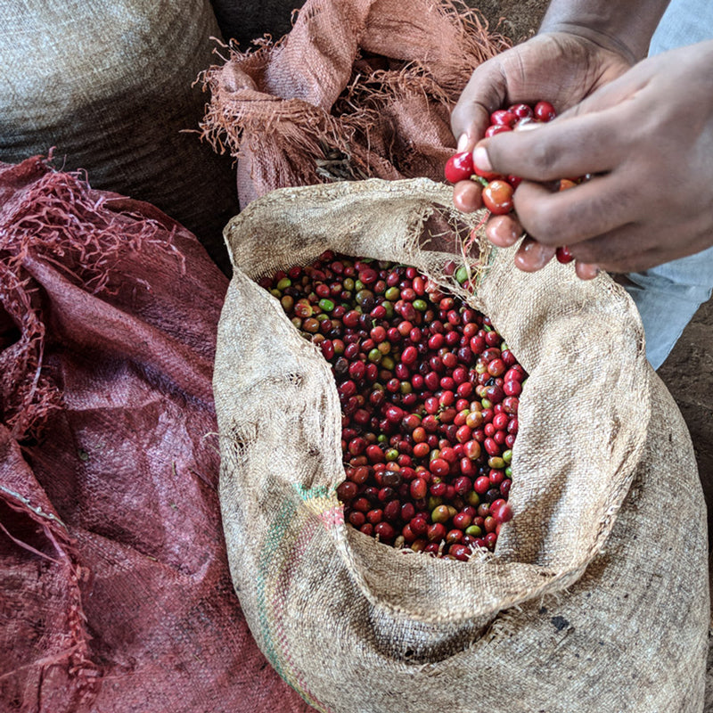 Ethiopia Gedeo Yirgacheffe Koke Gr 2 GP