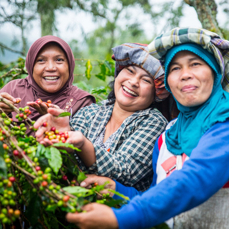 Roaster's Choice Dark Sumatra Coffee (Great for a drip or french press, A bolder choice!)